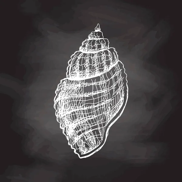 Hand Drawn Sketch Seashell Clam Conch Scallop Sea Shell Sketch —  Vetores de Stock