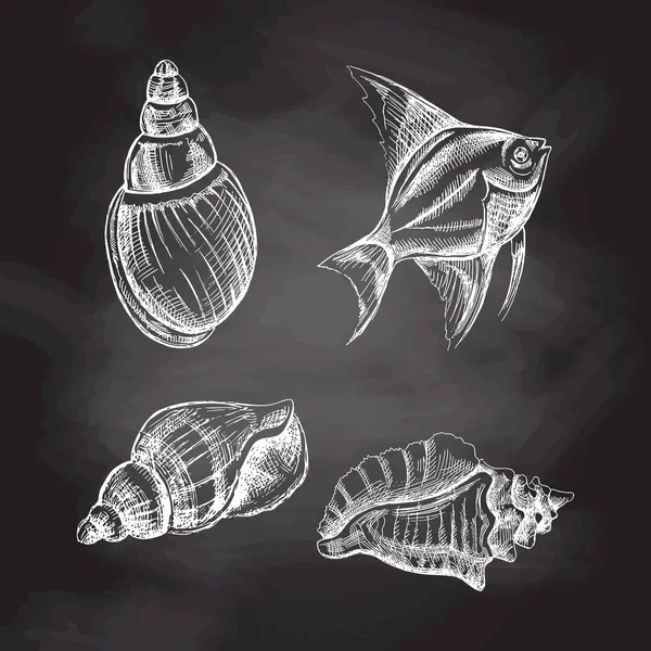 Seashells Conjunto Vectores Peixes Tropicais Desenho Mão Ilustração Esboço Branco —  Vetores de Stock