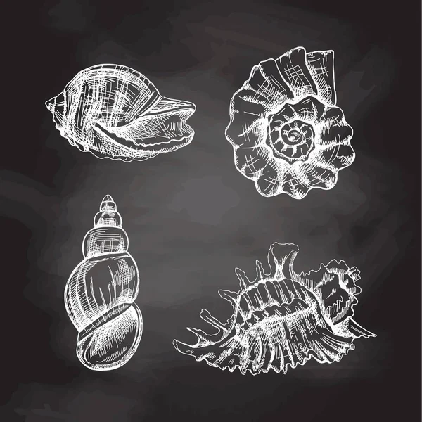 Snäckskal Ammonit Vektor Inställd Handritad Vit Skiss Illustration Insamling Realistiska — Stock vektor