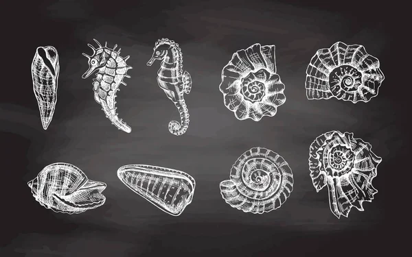 海贝壳 幼体向量集 手绘白色草图 在黑板背景下孤立的各种海洋生物现实草图集 — 图库矢量图片