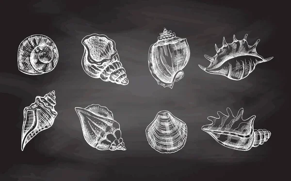 アンモナイトベクトルセット 手描きの白いスケッチイラスト 黒板に描かれた様々な形の軟体動物の貝殻の写実的なスケッチ集 — ストックベクタ
