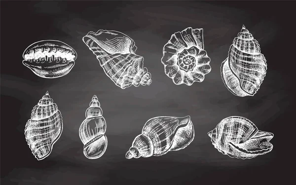 Snäckskal Ammonit Vektor Inställd Handritad Vit Skiss Illustration Insamling Realistiska — Stock vektor