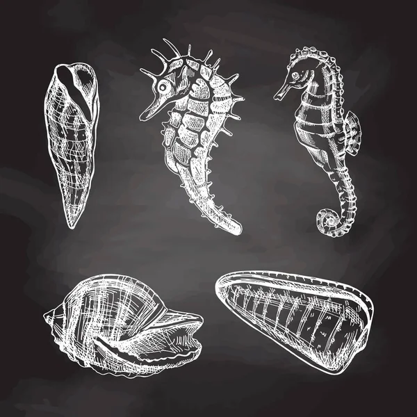 幼兽向量集 手绘白色草图 在黑板背景下孤立的各种海洋生物现实草图集 — 图库矢量图片