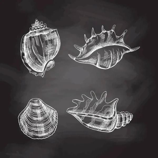 Seashells Conjunto Vetorial Amonite Desenho Mão Ilustração Esboço Branco Coleção —  Vetores de Stock