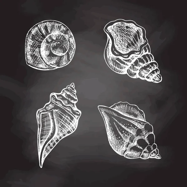 菱形矢量集合 手绘白色草图 在黑板背景上分离的各种形状软体动物海壳的写实草图集 — 图库矢量图片