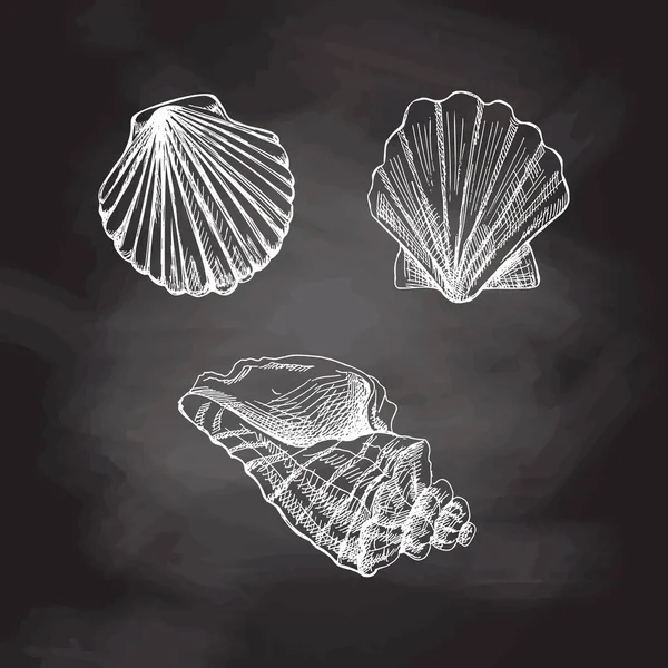 Seashells Scallop Seashell向量集手绘白色草图 在黑板背景下孤立的各种海洋生物现实草图集 — 图库矢量图片