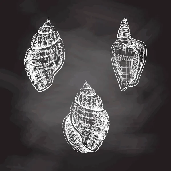 Seashells Conjunto Vetorial Amonite Desenho Mão Ilustração Esboço Branco Coleção —  Vetores de Stock