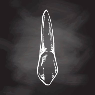 Kökleri olan çok detaylı bir insan dişi çizilmiş. El çizimi eskiz. Fang illüstrasyonu karatahta arka planında izole edildi.