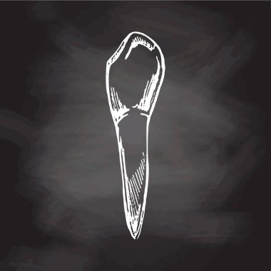 Kökleri olan çok detaylı bir insan dişi çizilmiş. El çizimi eskiz. Fang illüstrasyonu karatahta arka planında izole edildi.