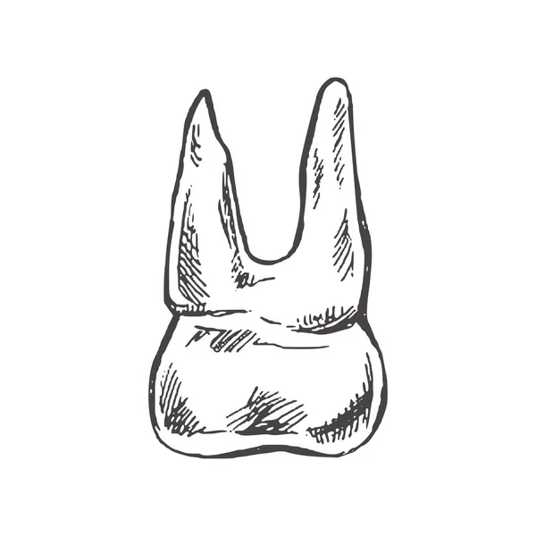 Высоко Детализированный Зуб Человека Корнями Ручной Рисунок Молярная Иллюстрация Белом — стоковый вектор