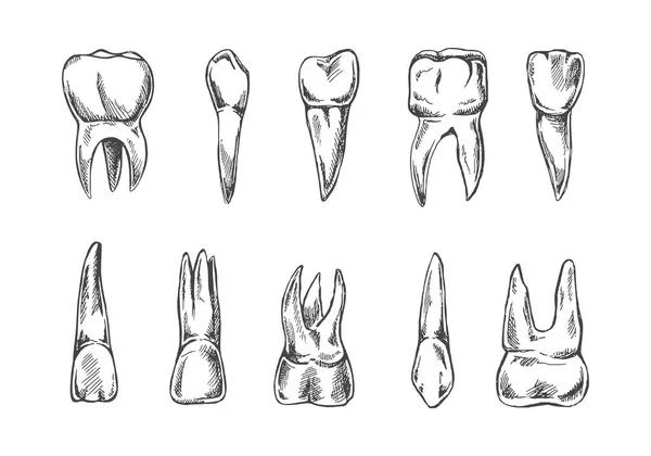 Stomatologie Handgezeichnetes Set Zahnschmerzbehandlung Zähneputzen Verschiedene Arten Menschlicher Zähne Zähne — Stockvektor