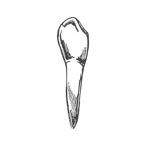 Высоко Детализированный Зуб Человека Корнями Ручной Рисунок Фан Иллюстрация Белом — стоковый вектор