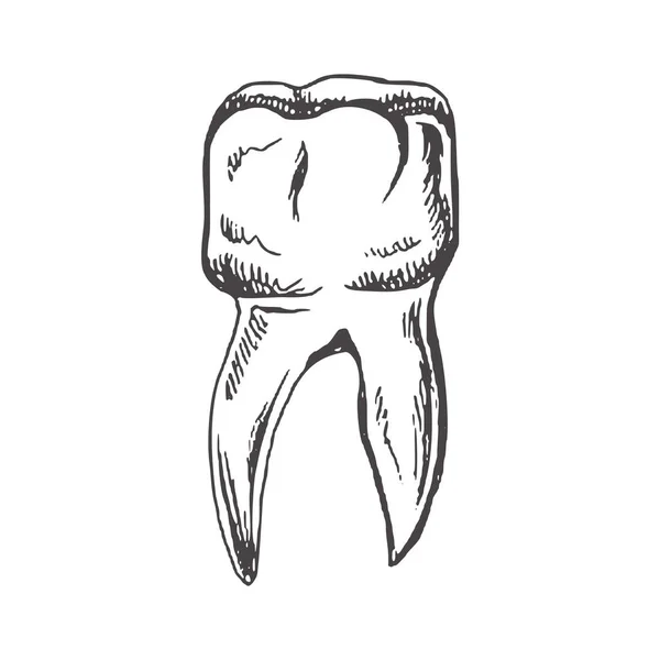 Высоко Детализированный Зуб Человека Корнями Ручной Рисунок Молярная Иллюстрация Белом — стоковый вектор