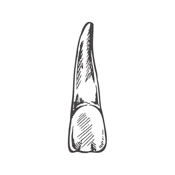 Dente Humano Desenhado Mão Altamente Detalhado Com Raízes Esboço Desenhado — Vetor de Stock