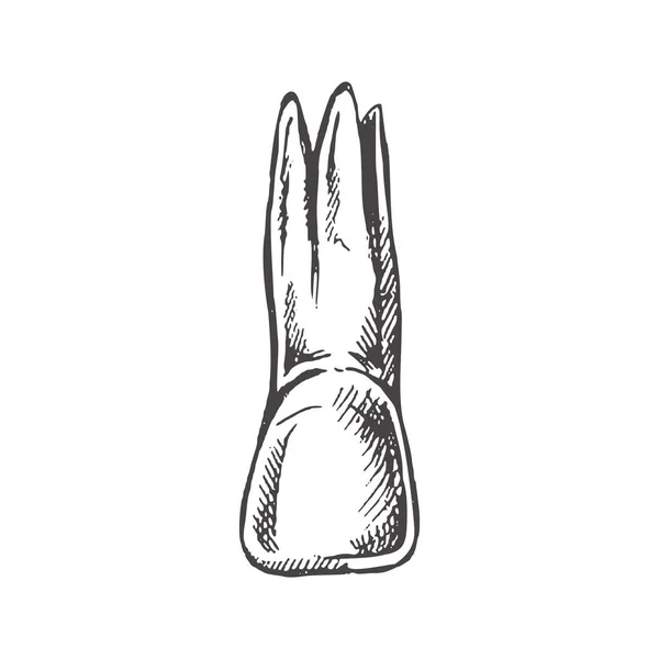 Bardzo Szczegółowy Ręcznie Rysowany Ludzki Ząb Korzeniami Ręcznie Rysowany Szkic — Wektor stockowy