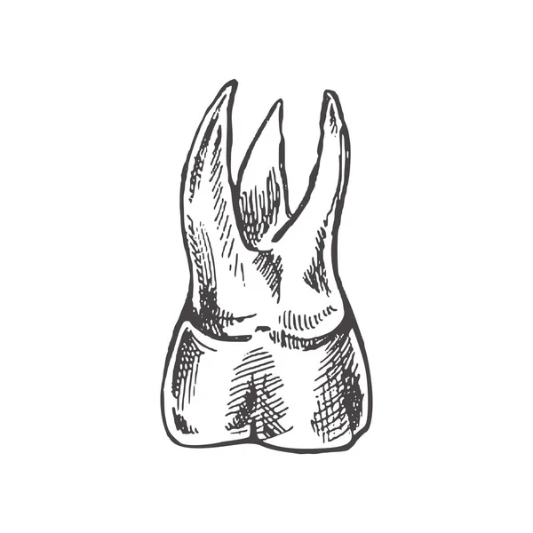 Dente Humano Desenhado Mão Altamente Detalhado Com Raízes Esboço Desenhado — Vetor de Stock
