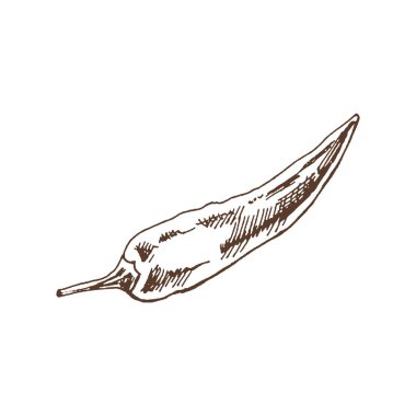 Organik yiyecekler. Şili biberinin el çizimi vektör çizimi. Doodle vintage çizimi. Kafelerin ve etiketlerin menüsü için dekorasyonlar. Kabartmalı immage. 