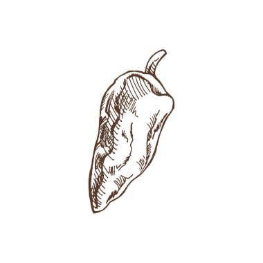Organik yiyecekler. Dolmalık biberin el çizimi vektör çizimi. Doodle vintage çizimi. Kafelerin ve etiketlerin menüsü için dekorasyonlar. Kabartmalı immage. 