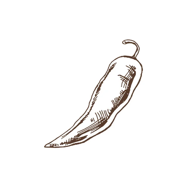 Comida Orgânica Desenho Vetorial Desenhado Mão Pimenta Malagueta Doodle Ilustração —  Vetores de Stock