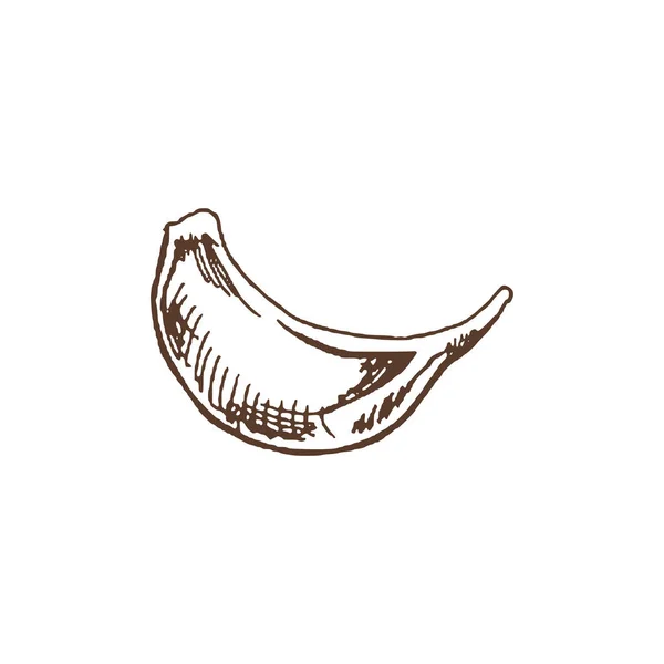Nourriture Biologique Croquis Vectoriel Dessiné Main Ail Illustration Vintage Doodle — Image vectorielle