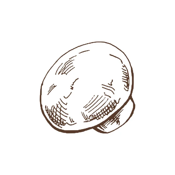 Органічна Їжа Рука Намальована Векторний Ескіз Чемпіонату Дудл Старовинна Ілюстрація — стоковий вектор