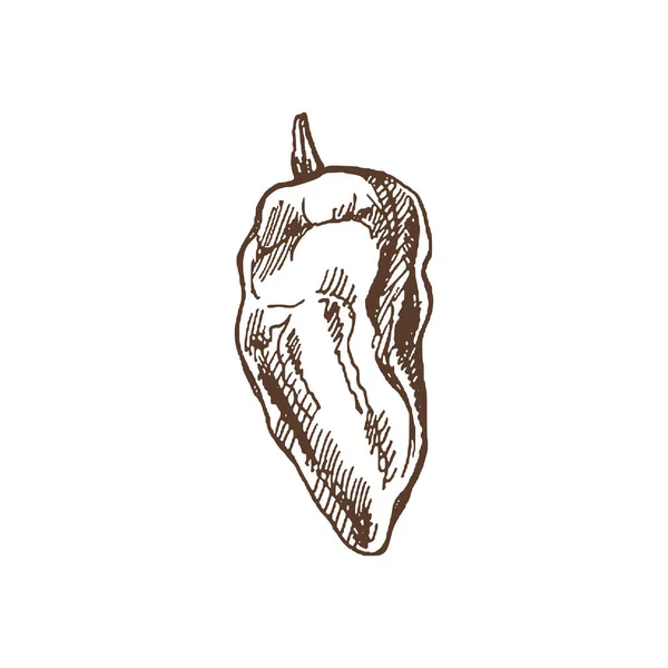 Comida Orgânica Desenho Vetorial Desenhado Mão Pimentão Doodle Ilustração Vintage —  Vetores de Stock