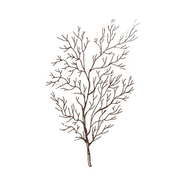 Organik yiyecekler. Dereotunun elle çizilmiş vektör çizimi. Doodle vintage çizimi. Kafelerin ve etiketlerin menüsü için dekorasyonlar. Kabartmalı immage. 