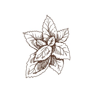 Organik yiyecekler. Nane yapraklarının el çizimi vektör çizimi. Doodle vintage çizimi. Menü ve etiketler için dekorasyonlar. Kabartmalı immage. 