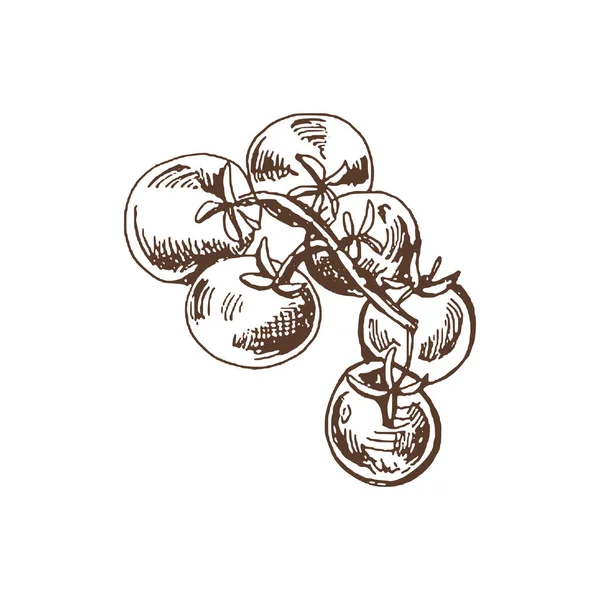 Nourriture Biologique Croquis Vectoriel Dessiné Main Tomates Cerises Sur Bouquet — Image vectorielle