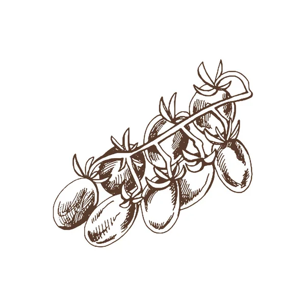 有机食品 手工绘制了一束串樱桃西红柿的病媒草图 涂鸦复古插图 咖啡馆和标签菜单的装饰 刻骨铭心的牺牲 — 图库矢量图片