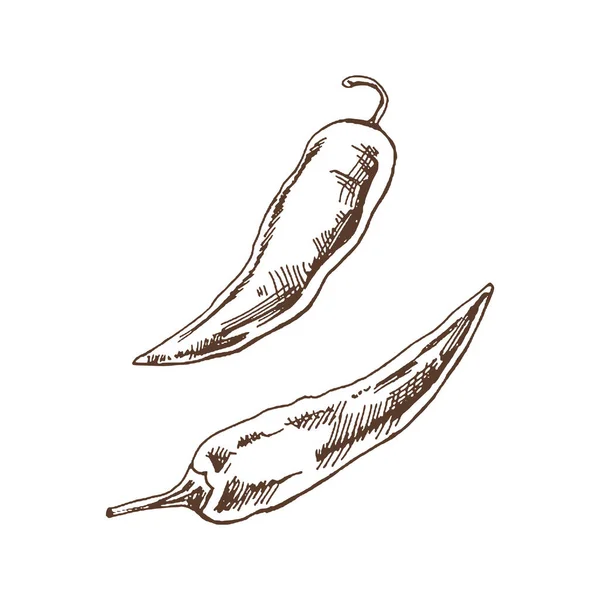 Comida Orgânica Desenho Vetorial Desenhado Mão Pimenta Malagueta Doodle Ilustração —  Vetores de Stock