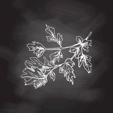 Organik yiyecekler. Maydanoz demetinin el çizimi vektör çizimi. Kara tahta arka planlarında klasik çizimler var. Kafelerin ve etiketlerin menüsü için dekorasyonlar. Kabartmalı immage. 