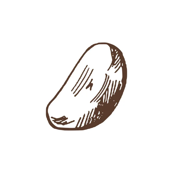 Comida Orgânica Desenho Vetorial Desenhado Mão Alho Doodle Ilustração Vintage — Vetor de Stock