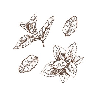 Organik yiyecekler. Nane yapraklarının el yapımı retro-stil vektör çizimi. Doodle vintage çizimi. Kabartmalı resim.
