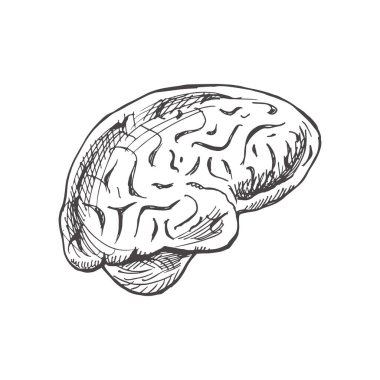 Elle çizilmiş .anatomik ilüstrasyon. Detaylı geçmişe dönük insan beyni çizimi. Eskiz ögesi.