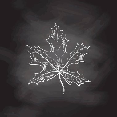 Elle çizilmiş sonbahar illüstrasyonu. Karatahta arka planında ayrıntılı retro tarzı akçaağaç yaprağı çizimi. Klasik eskiz öğesi. Okula Dönüş. 