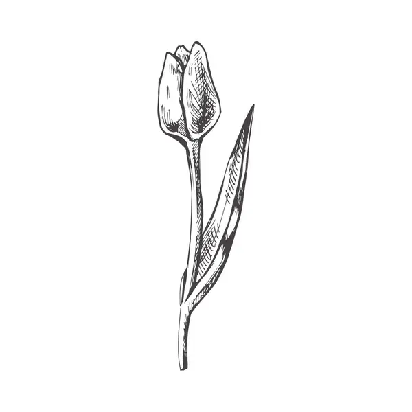 Wektor Ręcznie Rysowane Kwiaty Ilustracja Szczegółowy Szkic Tulipana Stylu Retro — Wektor stockowy