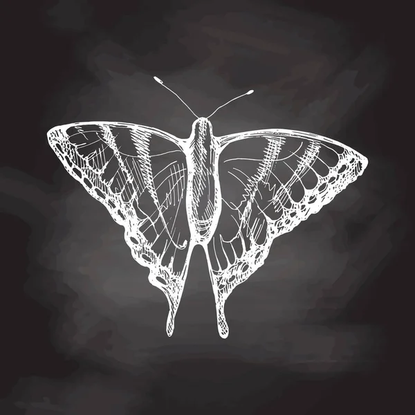 Handgezeichnete Schmetterlingsskizze Einfarbige Insektenkritzeleien Auf Kreidetafel Hintergrund Schwarz Weiße Vintage — Stockvektor