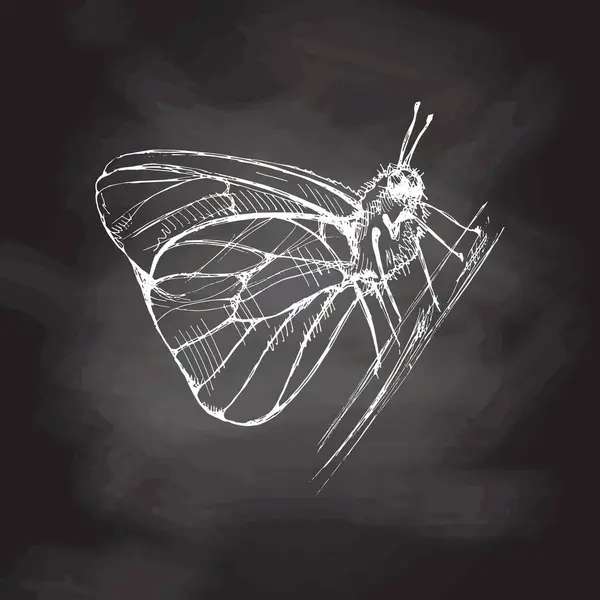 Handgezeichnete Schmetterlingsskizze Einfarbige Insektenkritzeleien Auf Kreidetafel Hintergrund Schwarz Weiße Vintage — Stockvektor