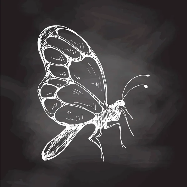 Boceto Mariposa Dibujado Mano Garabato Monocromo Sobre Fondo Pizarra Elemento — Vector de stock