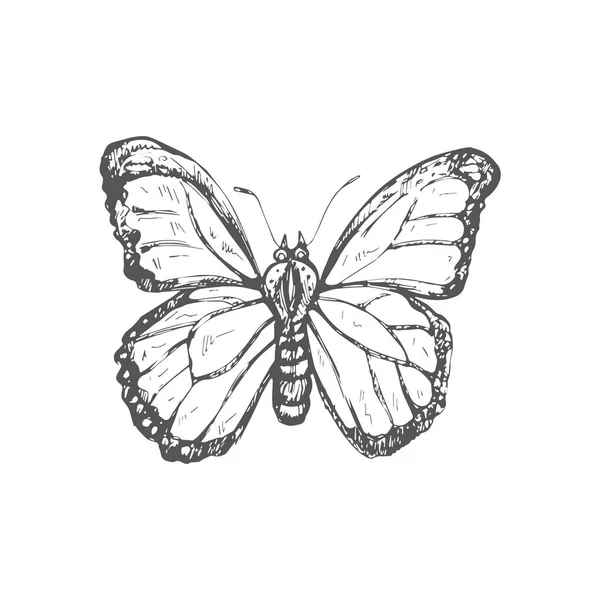 Boceto Mariposa Dibujado Mano Insecto Monocromo Garabato Elemento Vintage Blanco — Vector de stock