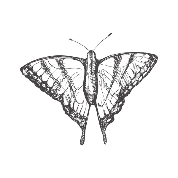 Boceto Mariposa Dibujado Mano Insecto Monocromo Garabato Elemento Vintage Blanco — Vector de stock