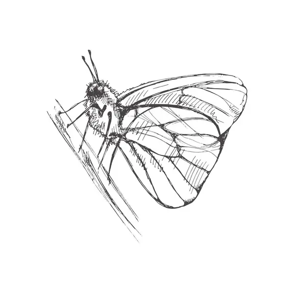Ručně Kreslený Motýlí Náčrt Černobílý Hmyzí Čmáranice Černobílý Vinobraní Prvek — Stockový vektor