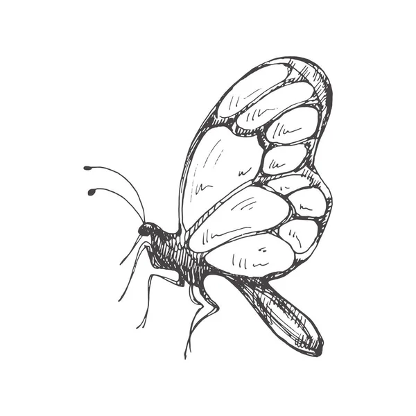 Esquisse Papillon Dessinée Main Insecte Monochrome Gribouille Elément Vintage Noir — Image vectorielle