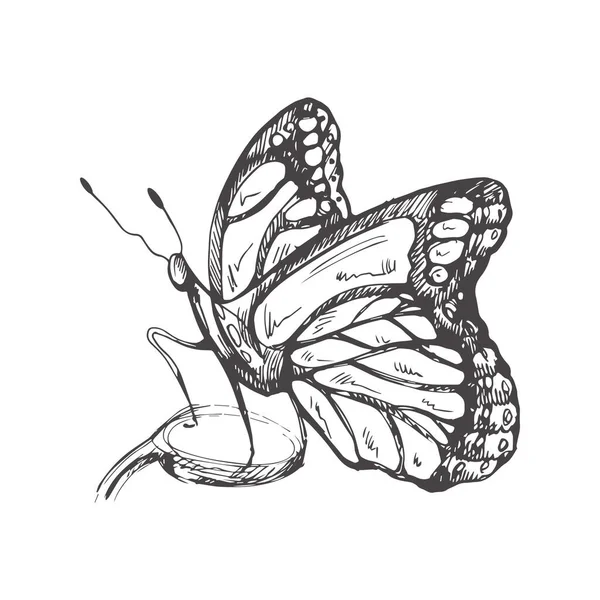 Handgezeichnete Schmetterlingsskizze Einfarbiges Insektengekritzel Schwarz Weiße Vintage Elemente Vektorskizze Detaillierter — Stockvektor