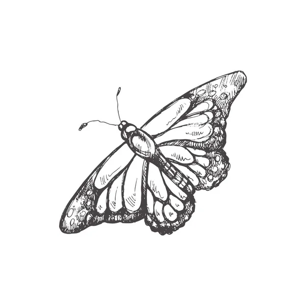 Handgezeichnete Schmetterlingsskizze Einfarbiges Insektengekritzel Schwarz Weiße Vintage Elemente Vektorskizze Detaillierter — Stockvektor
