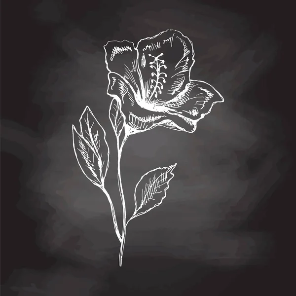Hand Drawn Hibiscus Sketch Chalkboard Background Monochrome Flower Doodle Black — Stock Vector