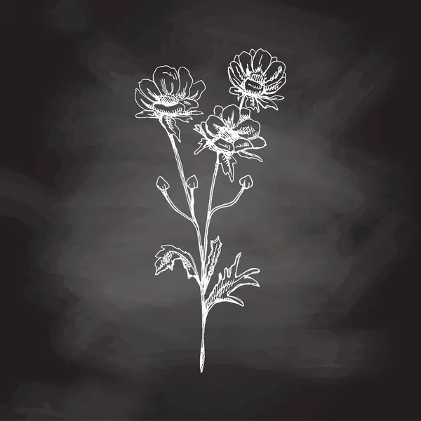 Hand Drawn Anemone Sketch Chalkboard Background Monochrome Flower Doodle Black — Stock Vector
