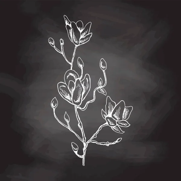 Hand Drawn Magnolia Sketch Chalkboard Background Monochrome Flower Doodle Black — Stock Vector