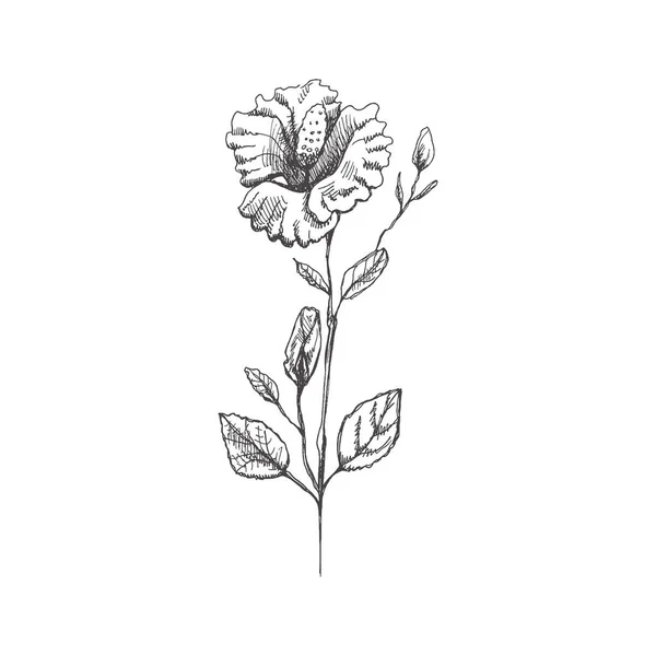 Hand Drawn Hibiscus Sketch Monochrome Flower Doodle Black White Vintage — Stock Vector
